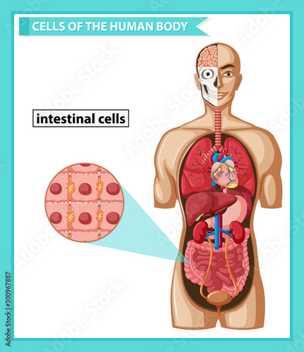 Scientific medical illustration of human intestinal cells