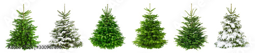 Valokuva Set of 6 studio shots of fresh gorgeous fir trees in lush green for Christmas, w
