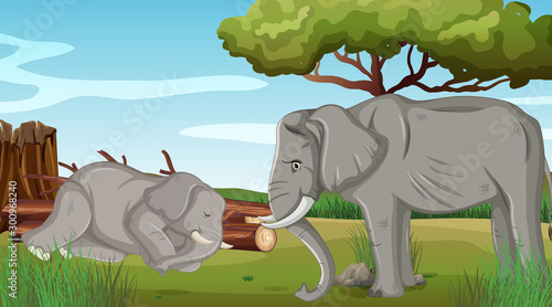 Two sick elephants in the park