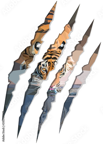 Low poly illustration of a tiger drinking water inside of claw marks