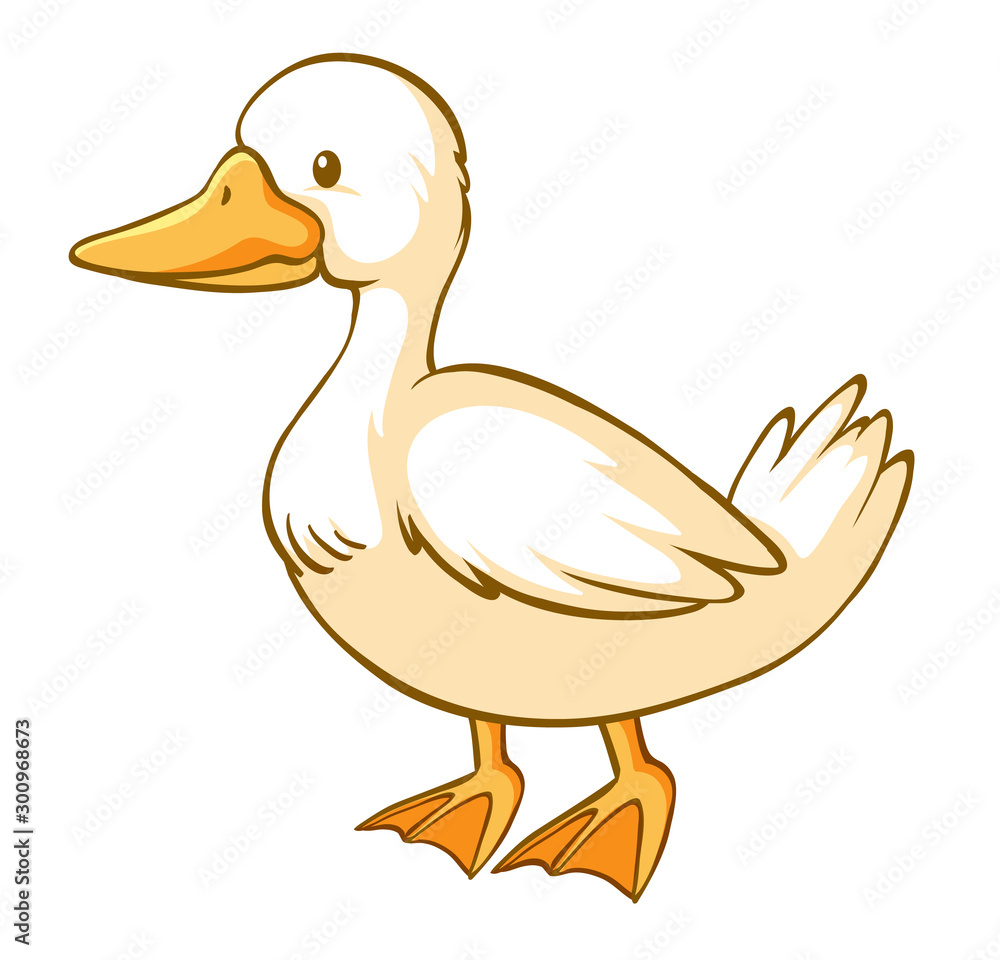 Duck on white background Duck on white background