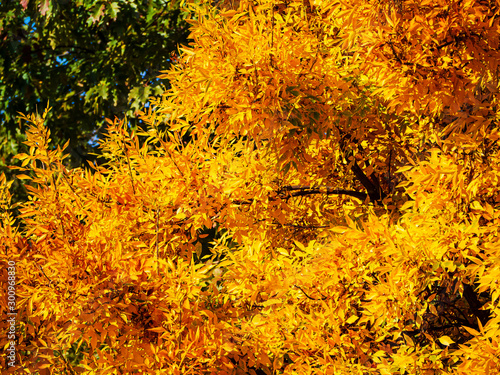 Btight yellow foliage of a tree in autumn photo