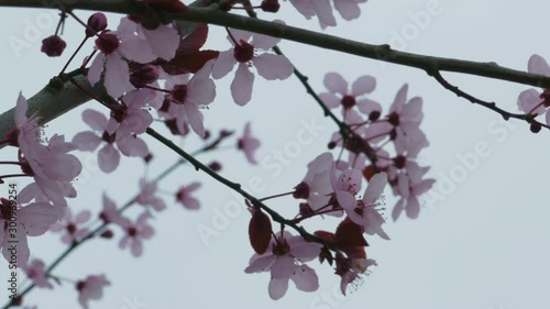 Close up of cherry blossoms flowers on a grey cold day