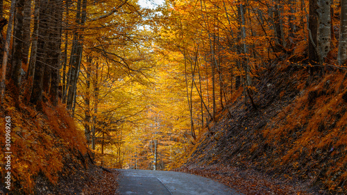 Road in the middle of an orange autumn forest