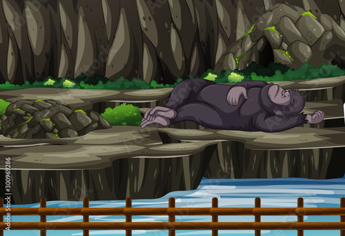 Scene with gorilla in the zoo