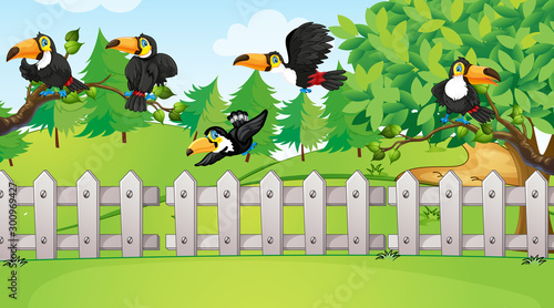 Scene with many toucan birds in the park