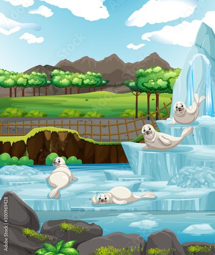 Scene with white seals on ice