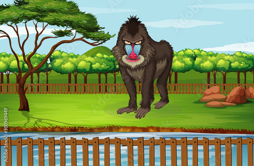 Scene with baboon in the zoo