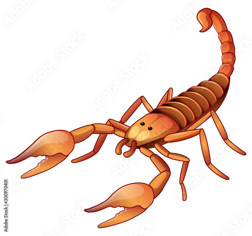 Brown scorpion on white background