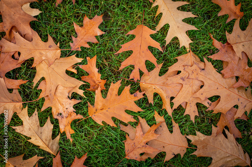 Fall Leaves on the ground in the fall/autumn, on the ground, dry leaves. Leaf from tree.