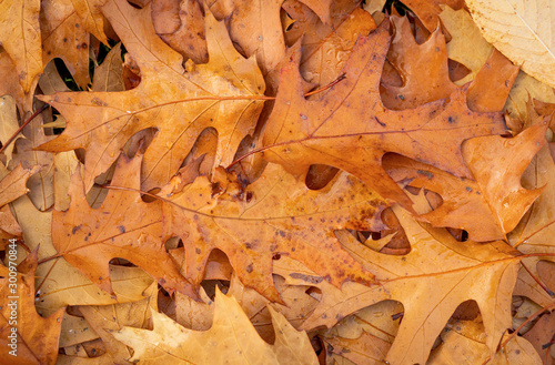 Fall Leaves on the ground in the fall/autumn, on the ground, dry leaves. Leaf from tree.