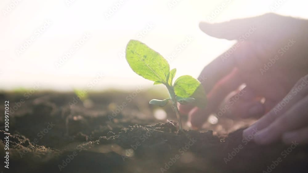 Agriculture eco farming. World soil day concept: male farmer hands plant sprout with green leaves seed tree with soil on blurred agriculture field background lifestyle . man farmer works in the field