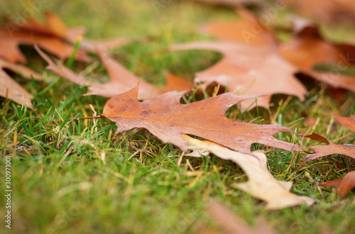 Fall Leaves on the ground in the fall/autumn, on the ground, dry leaves. Leaf from tree.