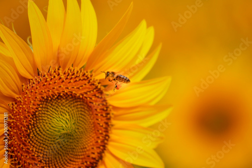 bee flying through the field in spring carrying pollen on its legs collected from a sunflower