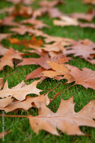 Fall Leaves on the ground in the fall/autumn, on the ground, dry leaves. Leaf from tree.
