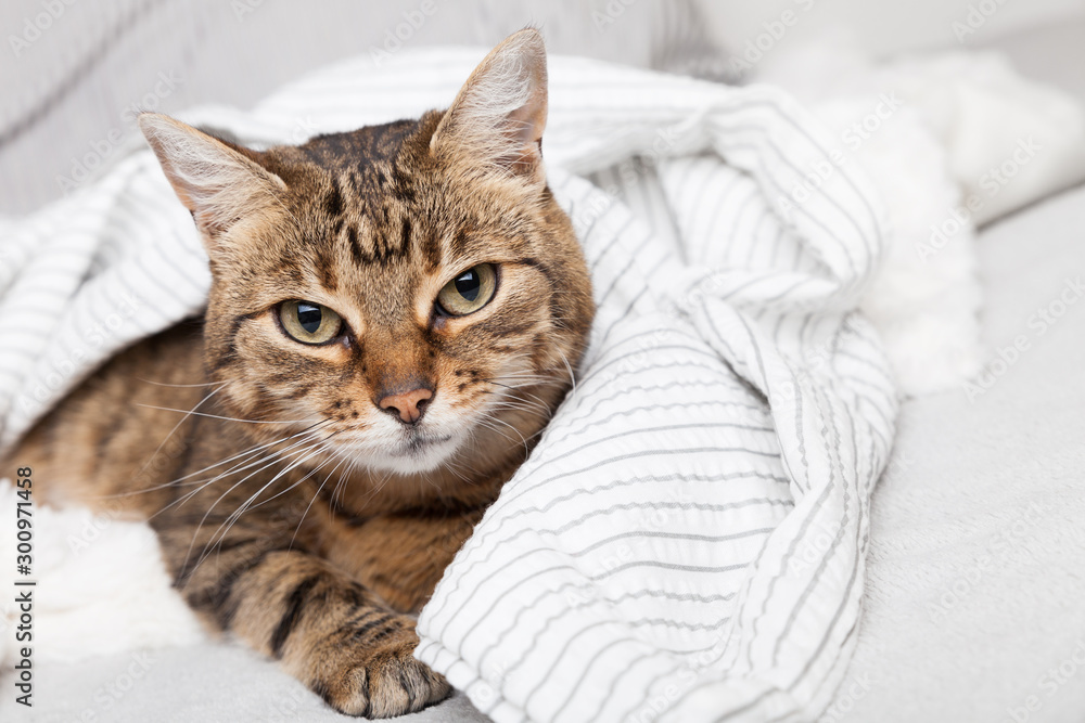 Energizer young tabby mixed breed cat under light gray plaid in contemporary bedroom. Pet warms under a blanket in cold winter weather. Pets friendly and care concept.