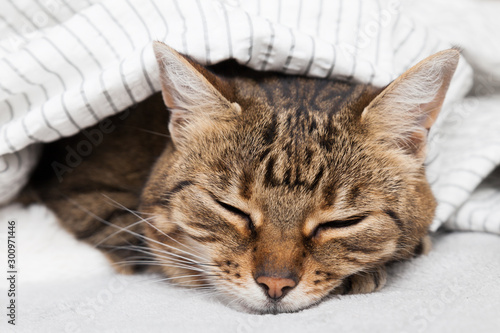 Bored young tabby mixed breed cat under light gray plaid in contemporary bedroom. Pet warms under a blanket in cold winter weather. Pets friendly and care concept. photo