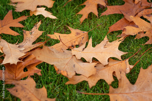Fall Leaves on the ground in the fall/autumn, on the ground, dry leaves. Leaf from tree.