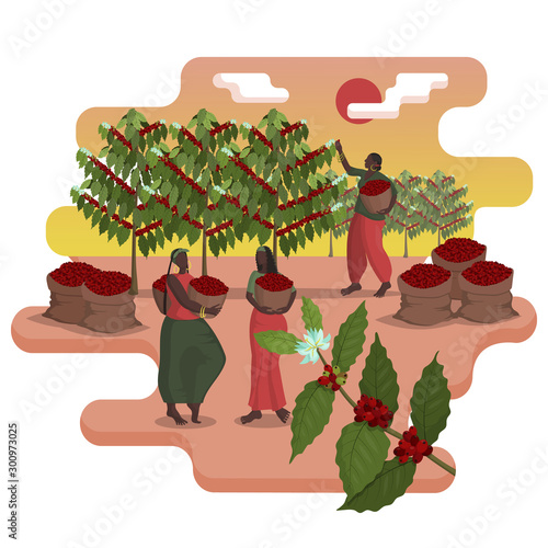 Three beautiful black women with baskets harvest coffee on the plantation in harvest season