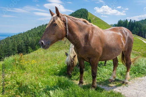 Horse on the field near mountain, Bavarian wild landscape