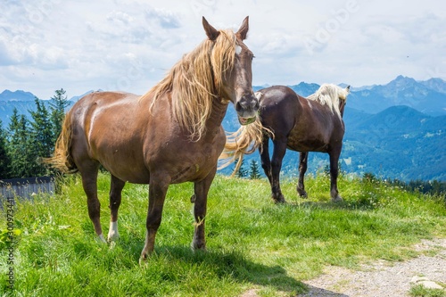 Horse on the field near mountain, Bavarian wild landscape