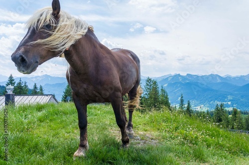 Horse on the field near mountain, Bavarian wild landscape
