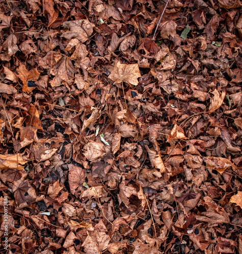 Colorful background from colorful leaves in late autumn