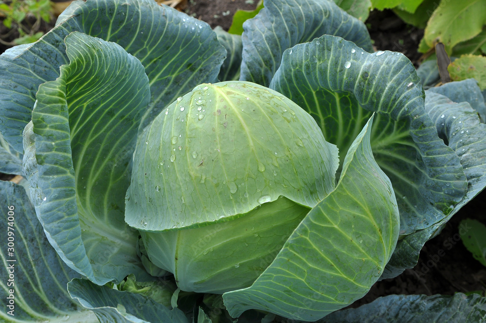 Fototapeta premium Cabbage grows in the open ground