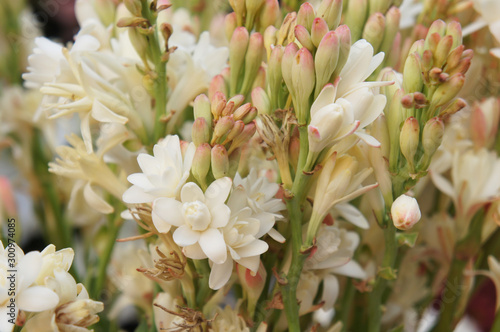 Polianthes tuberosa the pearl white flowers