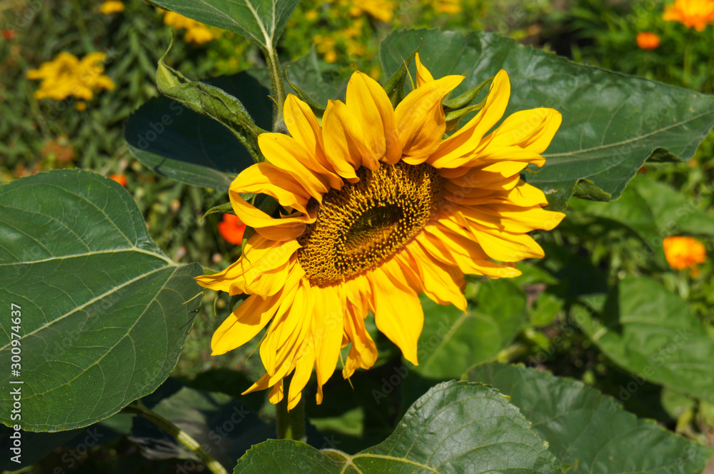 Obraz premium Sunflower one flower head with green