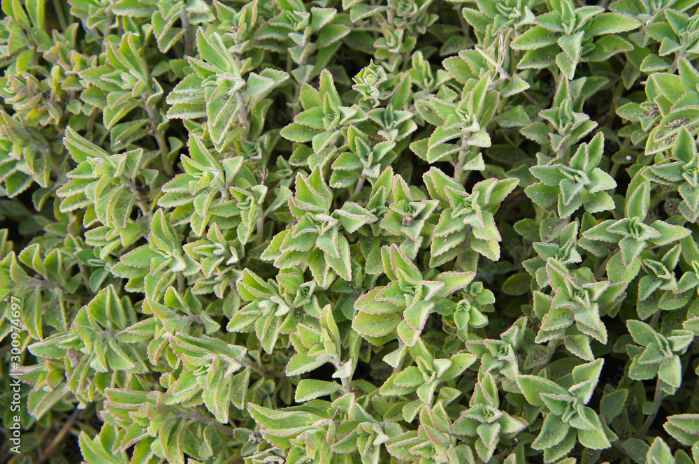 Plectranthus neochilus succulent herb green plant Plectranthus neochilus succulent herb green plant