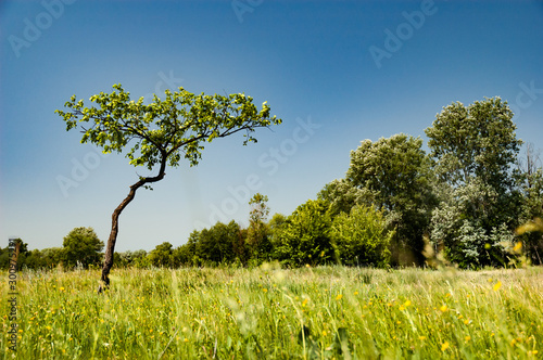 Beautiful view of a young tree