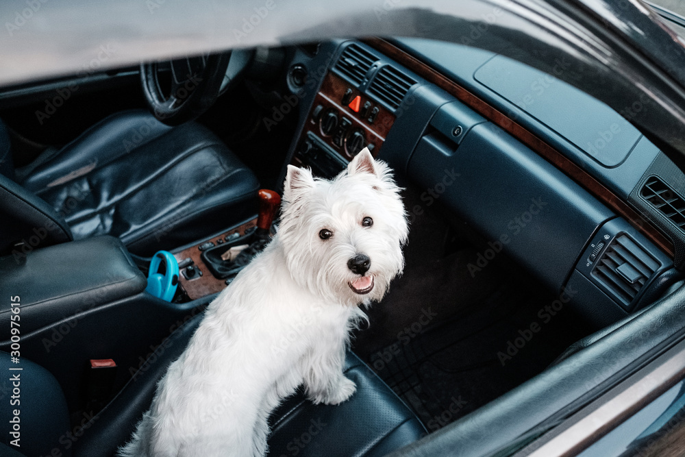 Portrait of One West Highland White Terrier in the Car Portrait of One West Highland White Terrier in the Car