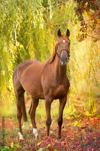 Red horse standing on yellow and red fall park