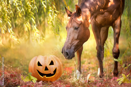 Canvas Print Beautiful red horse and halloween pumpkin close up portrait