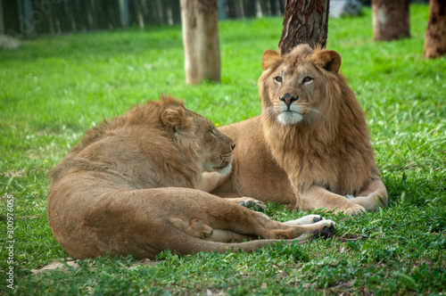 lion and lioness