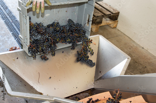 Pouring vine grapes in grape squezzing harvest wine steel machine line