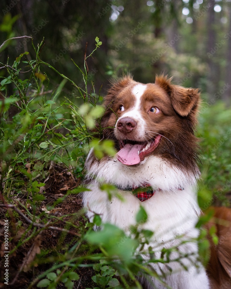 A Mini american shepherd hiding in the forest