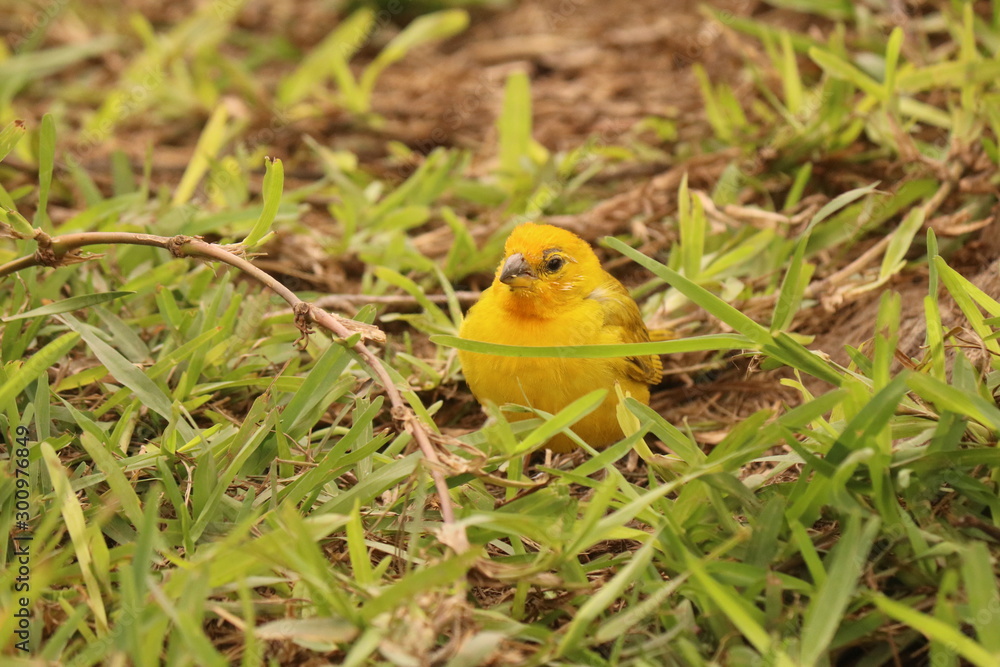 Fototapeta premium chick in the grass