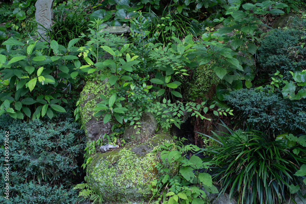 Obraz premium 森の岩肌