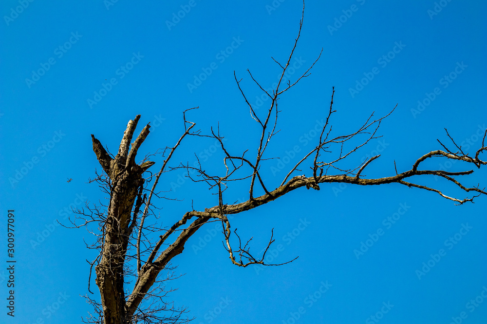 Dry tree in a forest on clear blue-sky background. climate change, drought and death, dying nature concept, mountain in Albania, sunny spring day Dry tree in a forest on clear blue-sky background. climate change, drought and death, dying nature concept, mountain in Albania, sunny spring day