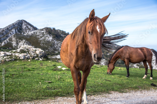 A beautiful brown horse walking through the lakes of Covadonga  Asturias. Spain