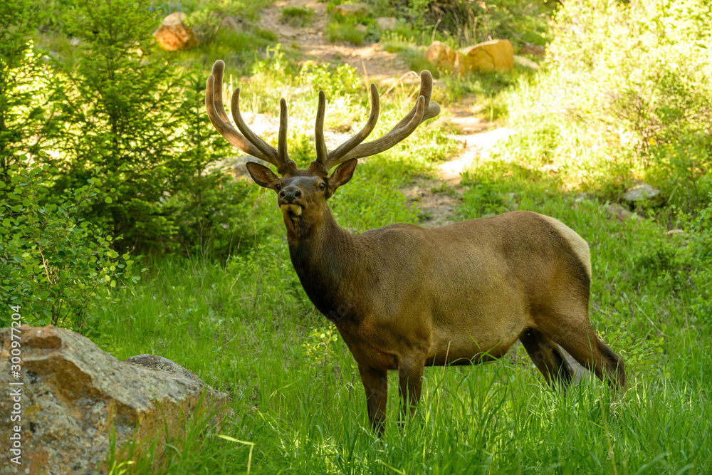 Spring Bull Elk - Close encounter with a bull elk in a forest on a hiking trail. Rocky Mountain National Park, Colorado, USA. Spring Bull Elk - Close encounter with a bull elk in a forest on a hiking trail. Rocky Mountain National Park, Colorado, USA.