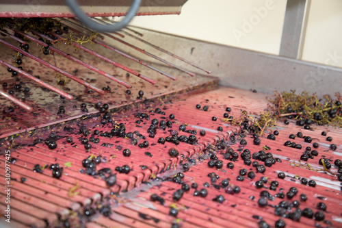 red grape in destemmer cellar winery harvest production of bordeaux french wine medoc photo
