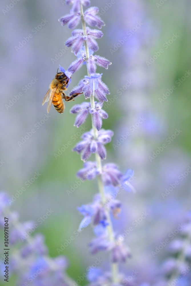 Bee sucking nectar from a flower. Bee sucking nectar from a flower.