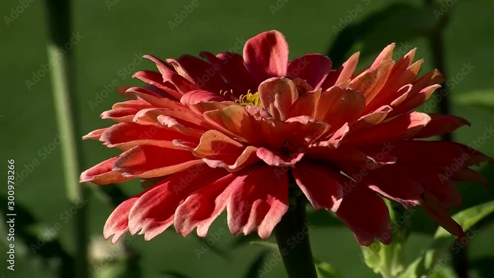 Eine orange Zinnie (Großaufnahme) bewegt sich im Wind