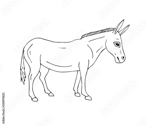 Vector hand drawn doodle sketch donkey isolated on white background