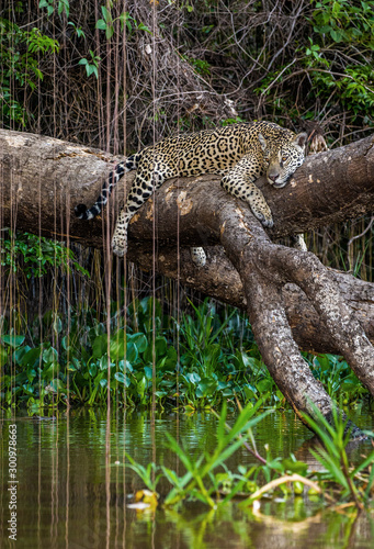 Jaguar lies on a picturesque tree above the water in the middle of the jungle. South America. Brazil. Pantanal National Park.