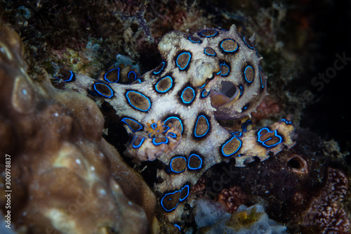 A Blue ring octopus, Hapalochlaena lunulata, crawls over a coral reef in Komodo National Park, Indonesia. This cephalopod is the most venomous invertebrate species on Earth. photo