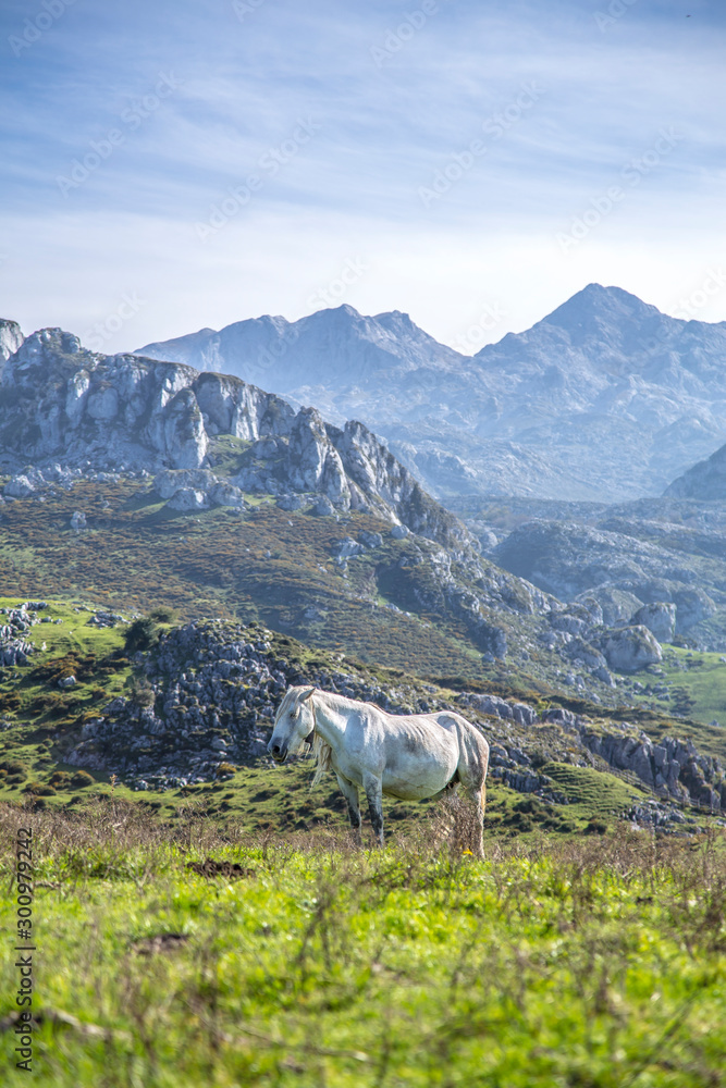 A white horse in the lakes of Covadonga and the mountains in the background, Asturias